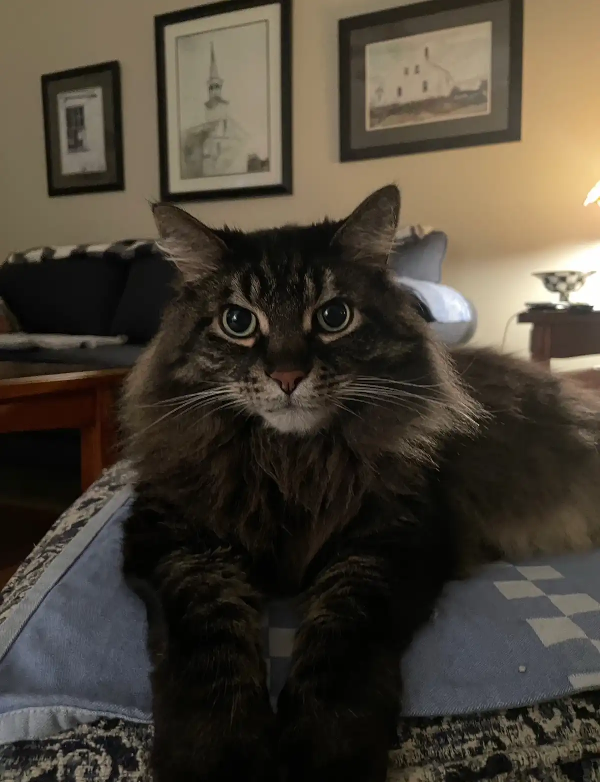 A long-haired, dark tabby cat with wide, startled eyes stares directly at the camera while lounging on a blue and white…
