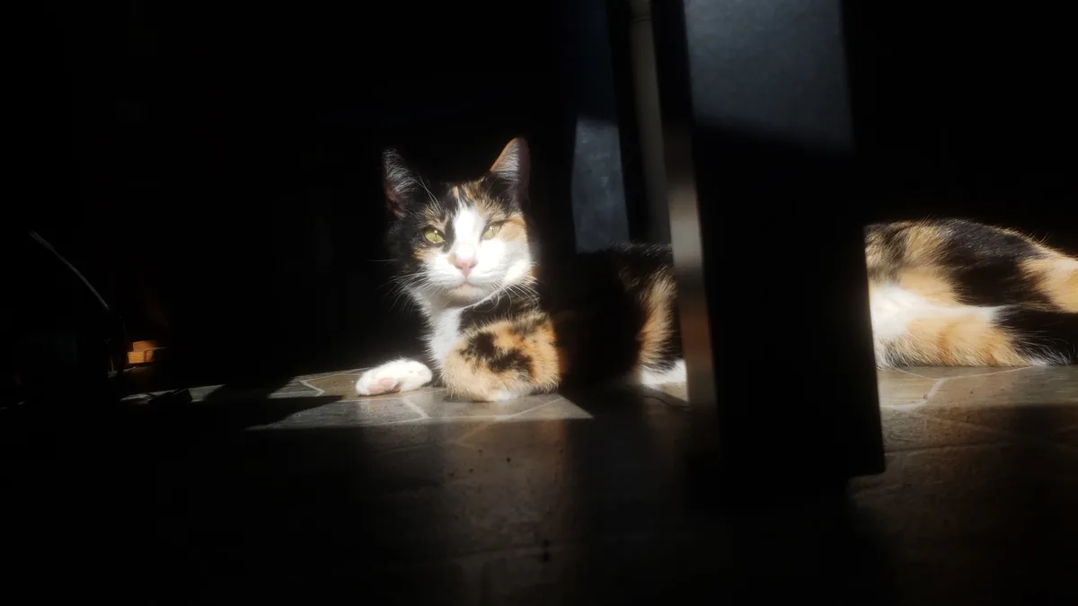 A calico cat with black, orange, and white fur lies in a narrow beam of sunlight on a tiled floor, partially obscured by a…
