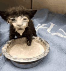 A small, wet, and disheveled black kitten with matted fur and a distressed expression sits in a shallow, dirty metal bowl…