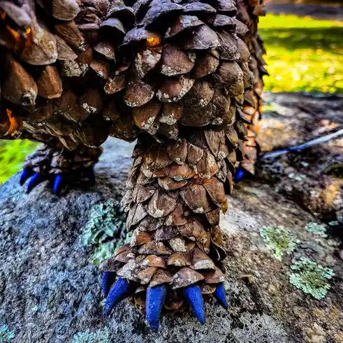 A close-up photo shows a large pinecone with bright blue, claw-like spikes attached to its base, standing on a mossy rock…