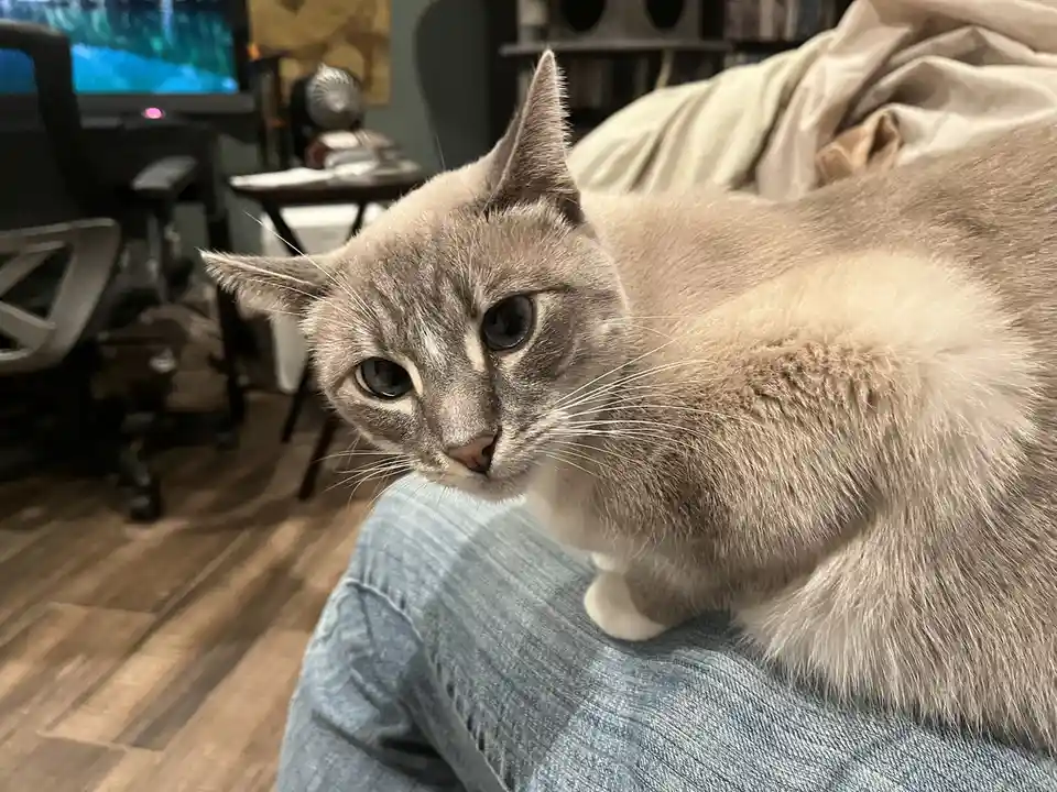 A gray cat with wide, unimpressed eyes sits perched on a person's denim-clad knee, looking directly at the camera with a…