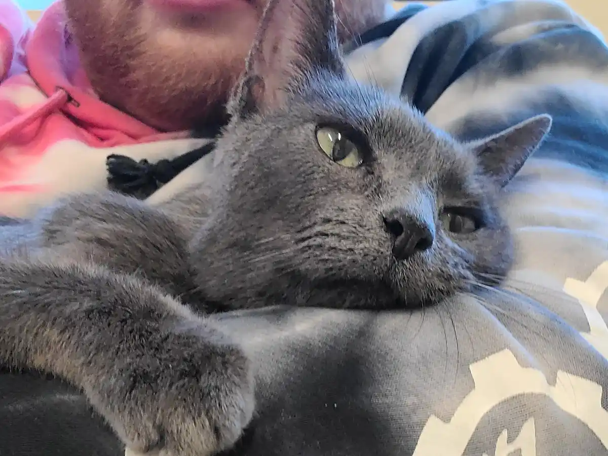 A gray cat with green eyes lies relaxed on a person's chest, partially covered by a patterned blanket. The person, wearing a…