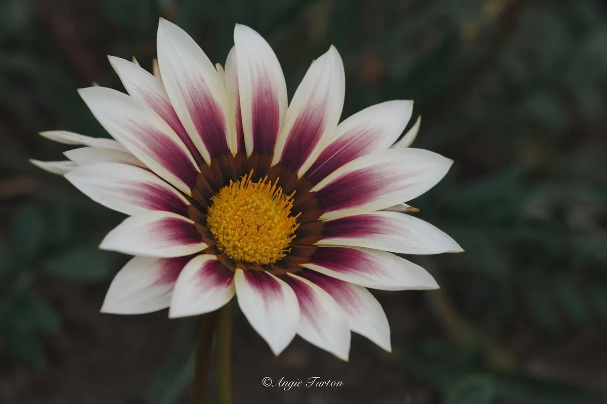 A close-up photograph of a white daisy-like flower with maroon stripes on its petals and a yellow center, set against a…
