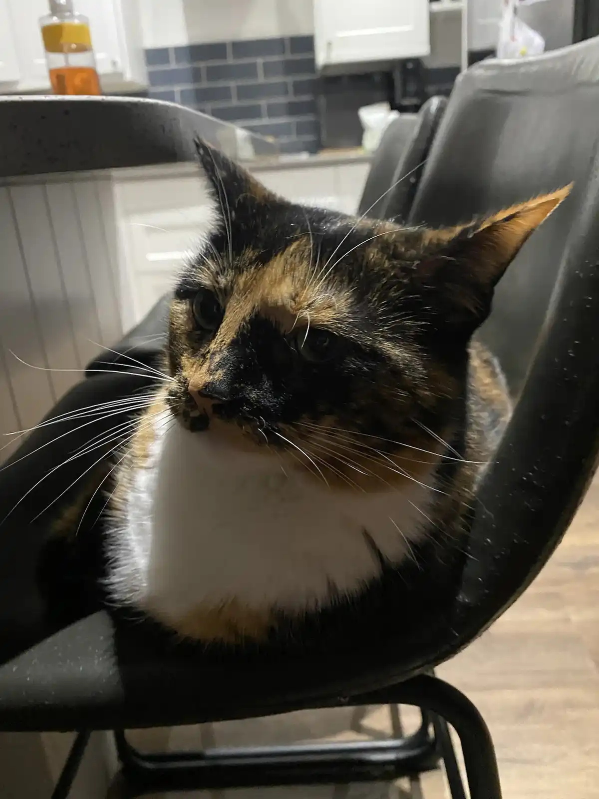 A close-up photo of a calico cat with black, orange, and white fur sitting on a black chair in a kitchen. The cat has a…