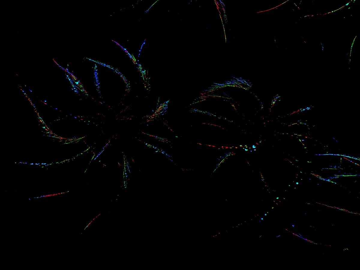 The image shows two abstract, colorful, spider-like shapes against a black background, with the text 'i'm not a spider, i'm…