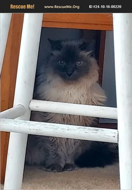 A fluffy, long-haired cat with dark points and light-colored fur sits inside a white wooden ladder, looking directly at the…