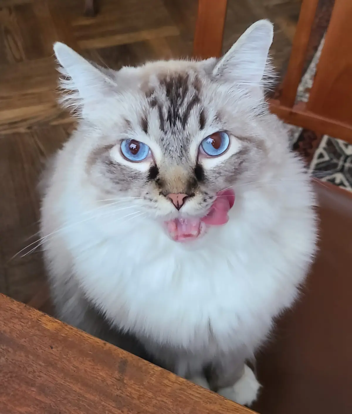 Is It a Cat or a Fearsome Beast?