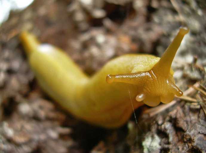 A close-up photo of a yellow slug crawling on a textured, earthy surface. The slug's two long eyestalks are prominently…