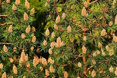 A close-up photo of a pine tree branch covered in numerous small, light-brown pine cones and green needles. Overlaid text in…