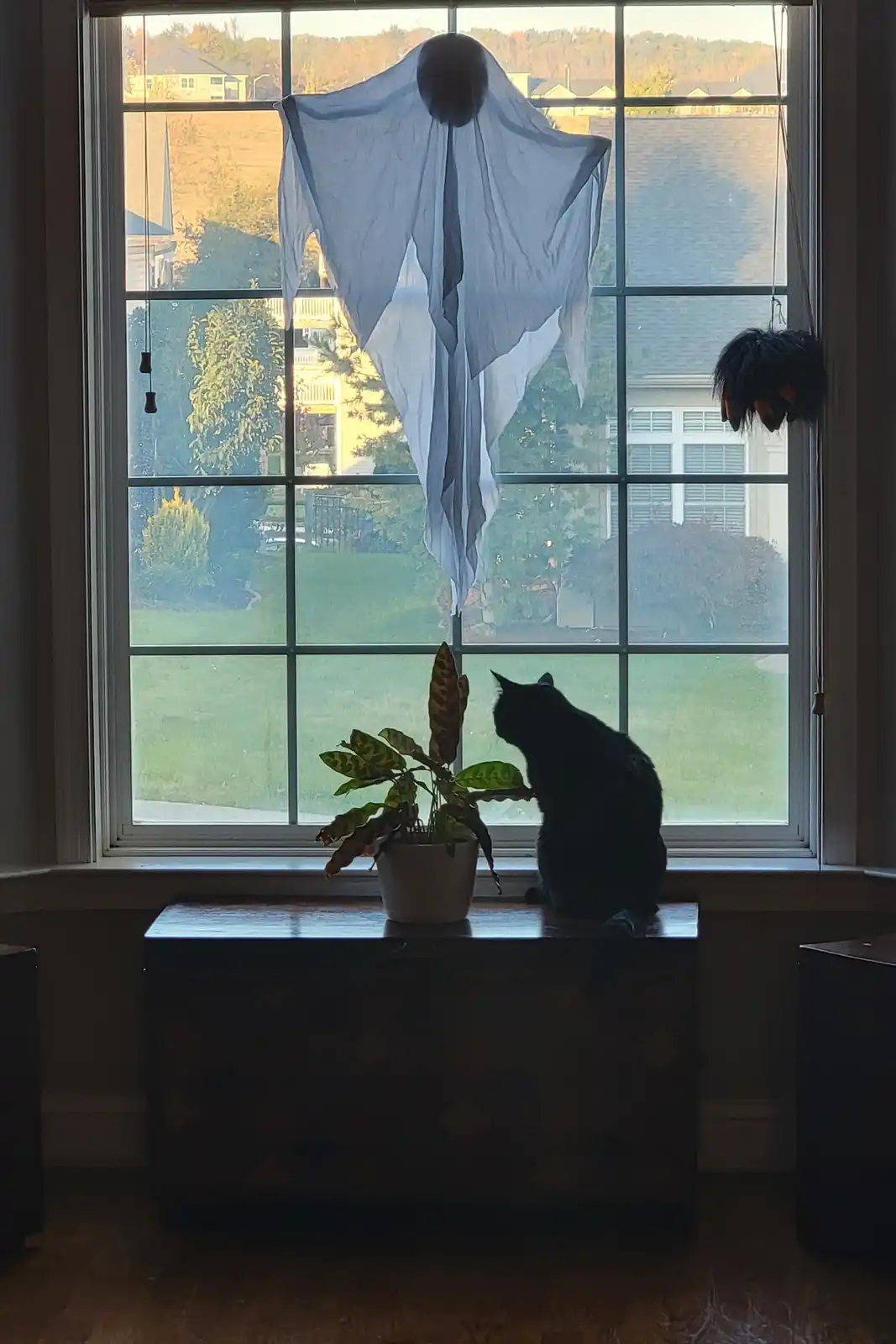 A black cat sits on a wooden chest in front of a window, looking up at a ghost decoration hanging from the top. The ghost is…