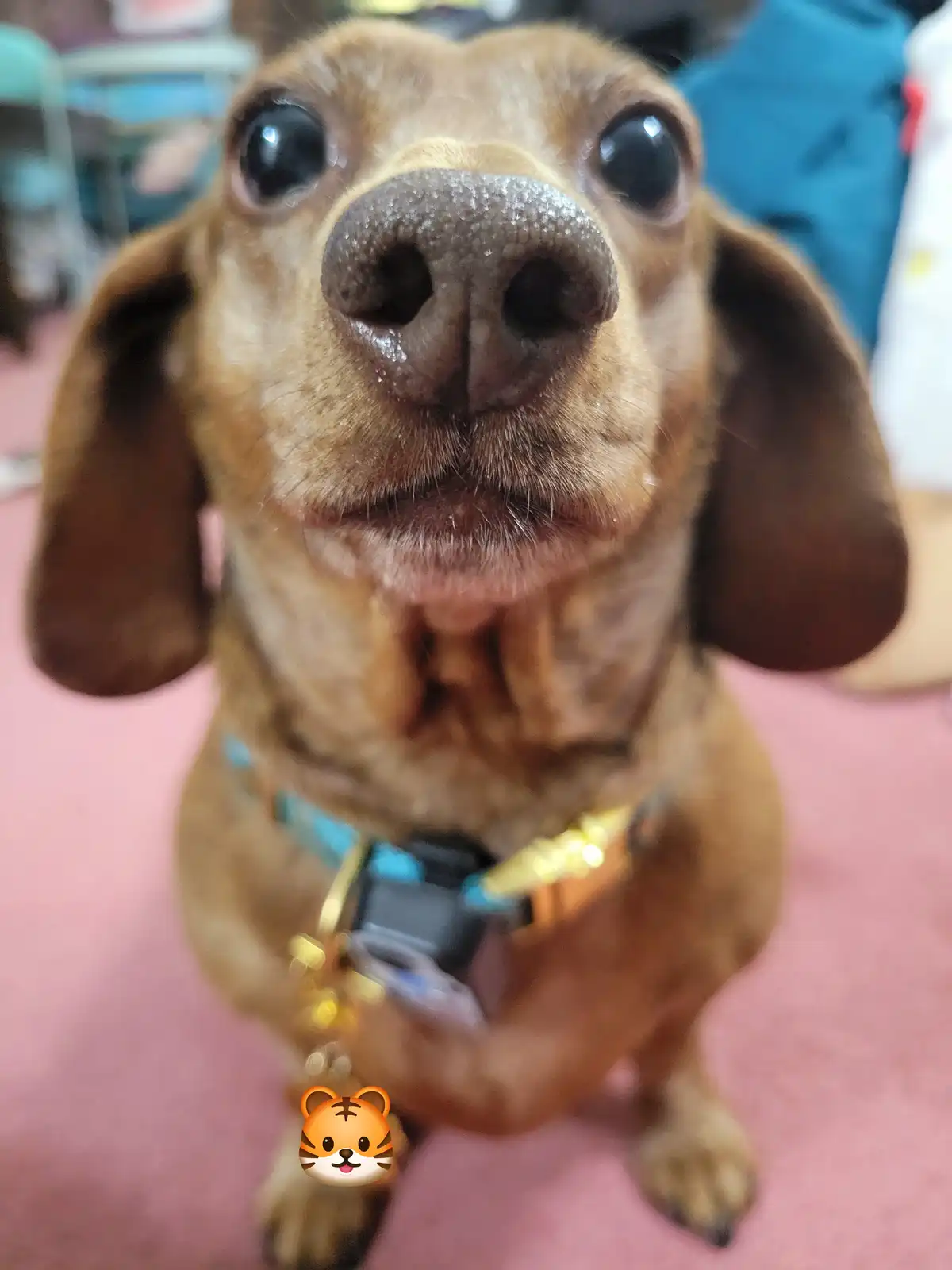 A close-up photo of a brown dachshund looking directly at the camera with large, expressive eyes and a slightly open mouth…