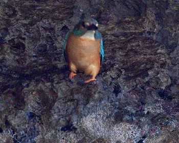 A sequence of six images shows a kingfisher perched on a rocky ledge near water, with its body gradually turning blue in…