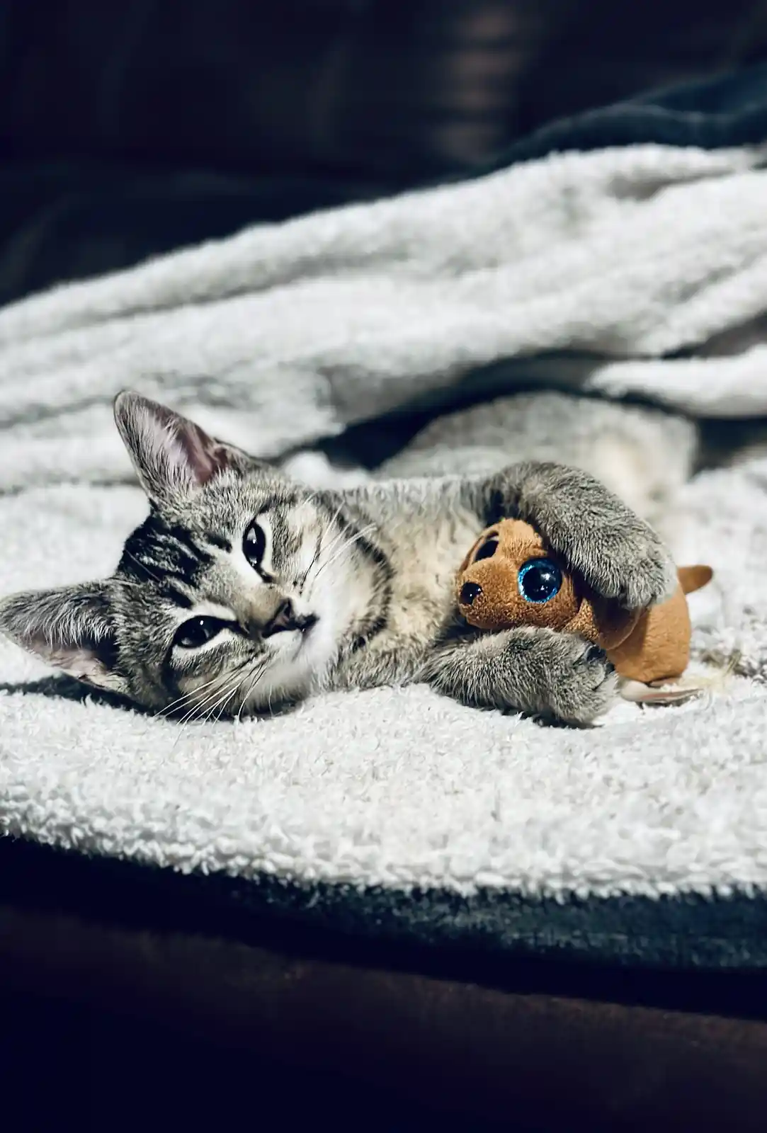 A gray tabby cat lies on its back on a fluffy white blanket, holding a small brown plush toy with large blue eyes. The cat…