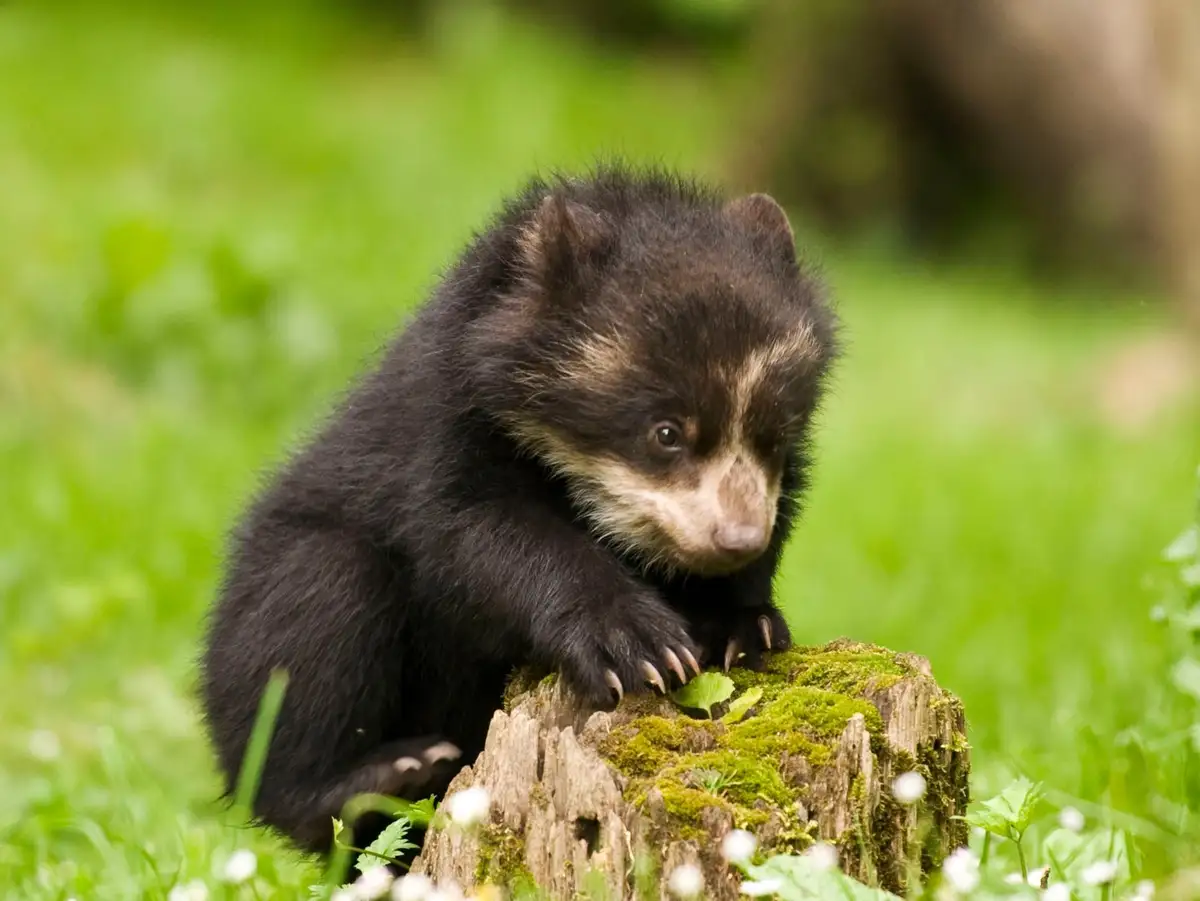 A small, fluffy black animal with a distinctive white facial marking sits on a mossy tree stump in a grassy field. The…