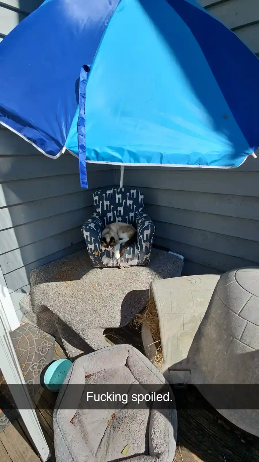 A fluffy cat is sleeping in a small, patterned outdoor armchair that is shaded by a large blue beach umbrella. The chair…