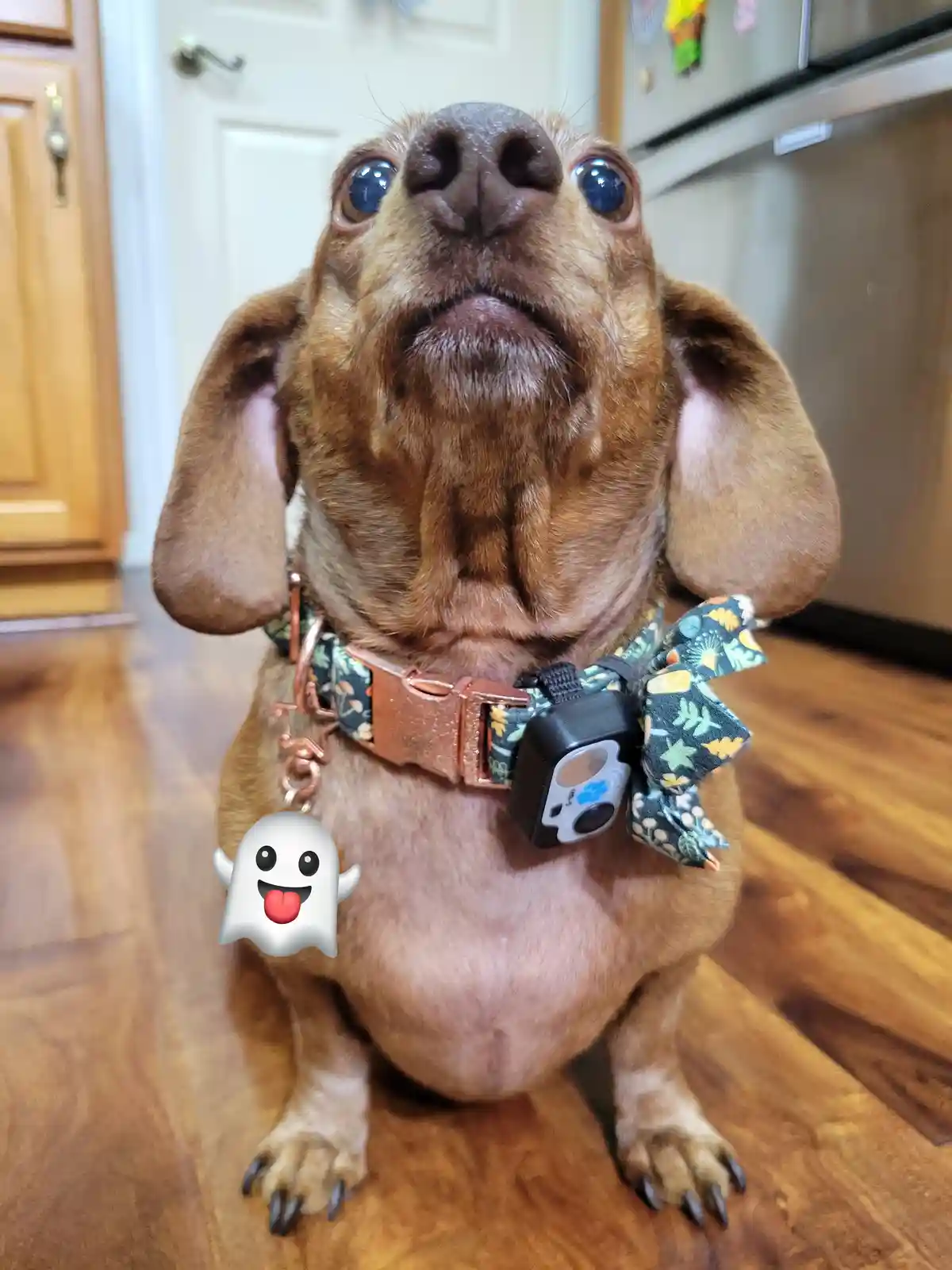 A close-up photo of a brown dachshund sitting on a wooden floor in a kitchen, looking upward with wide, reflective eyes. The…