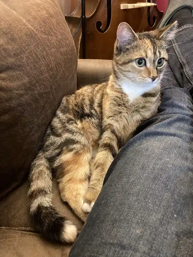 A tabby cat with green eyes and a white chest is lounging on a brown couch next to a person's denim-clad leg. In the…