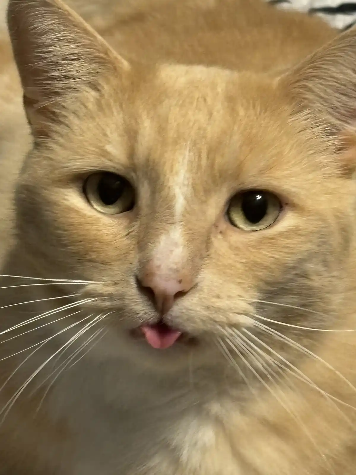 A close-up photo of a light orange tabby cat with a white muzzle and long white whiskers, looking directly at the camera…
