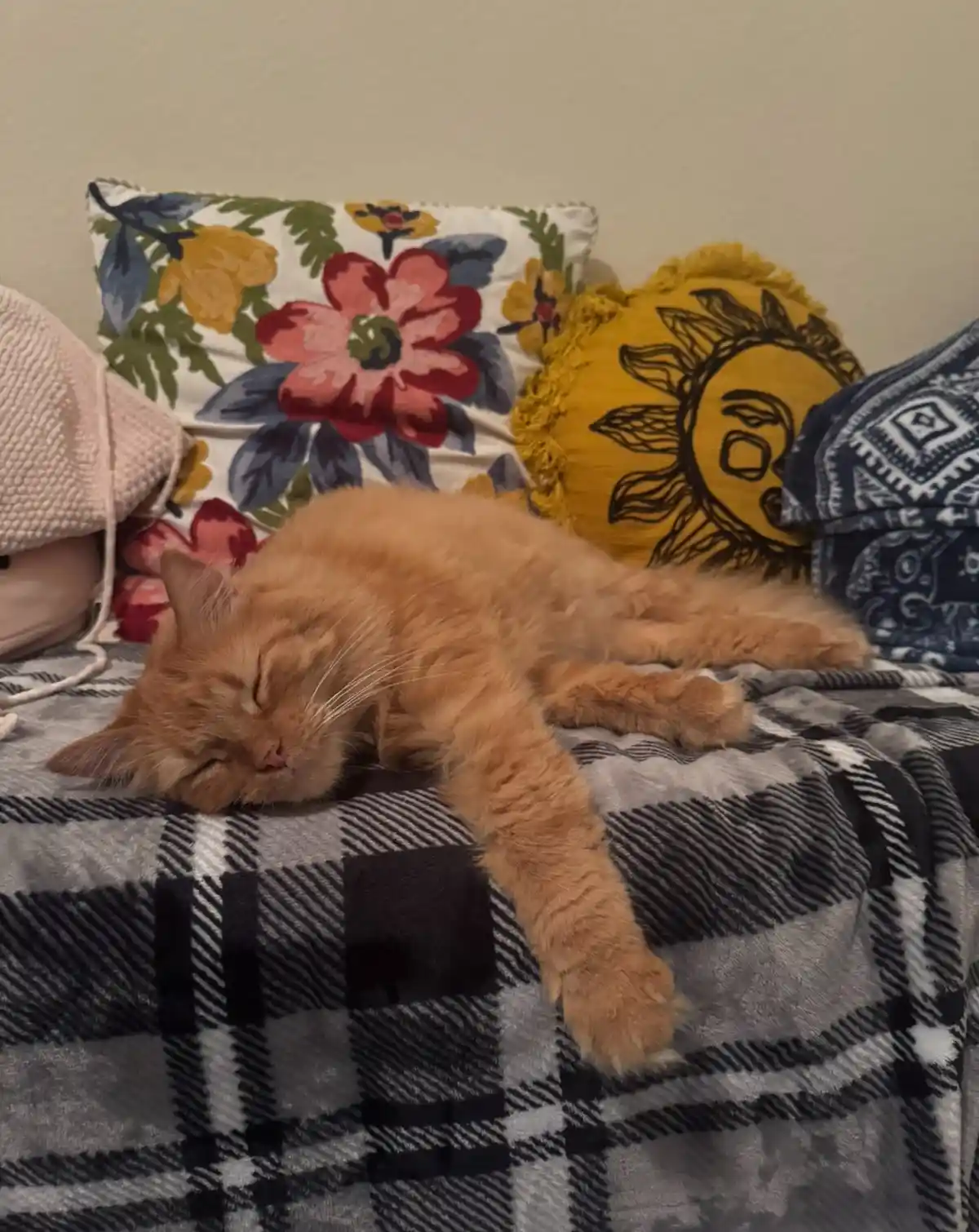 An orange tabby cat is sleeping soundly on a black-and-white plaid blanket, surrounded by colorful pillows including one…