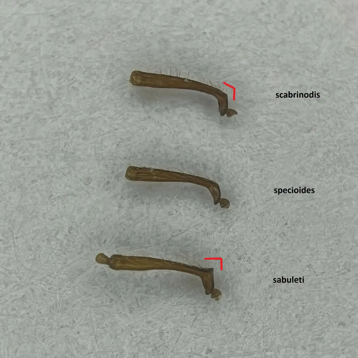Three small, brown, curved insect appendages lie on a textured gray surface, each labeled with a scientific name…