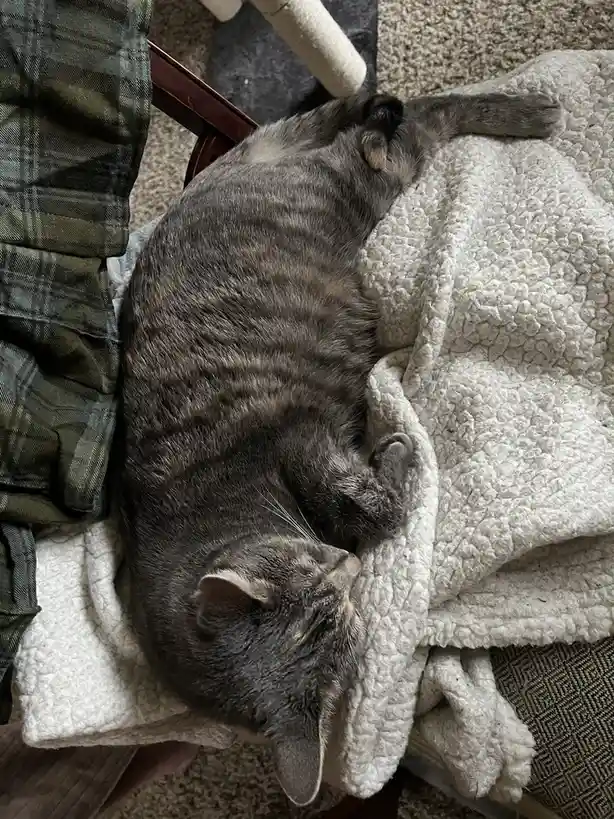 A gray tabby cat is sleeping curled up on a white fluffy blanket draped over a chair, with a plaid shirt or blanket beside…
