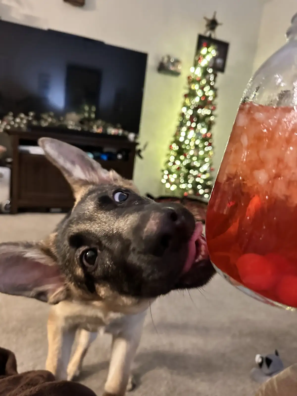 A close-up photo shows a dog with large ears and a black-and-tan coat licking a glass jar filled with red liquid and…