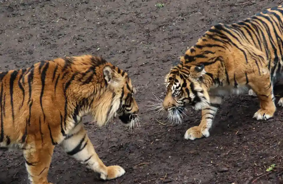 Two tigers face off in a tense standoff on dark, muddy ground, their bodies low and eyes locked in a moment of…