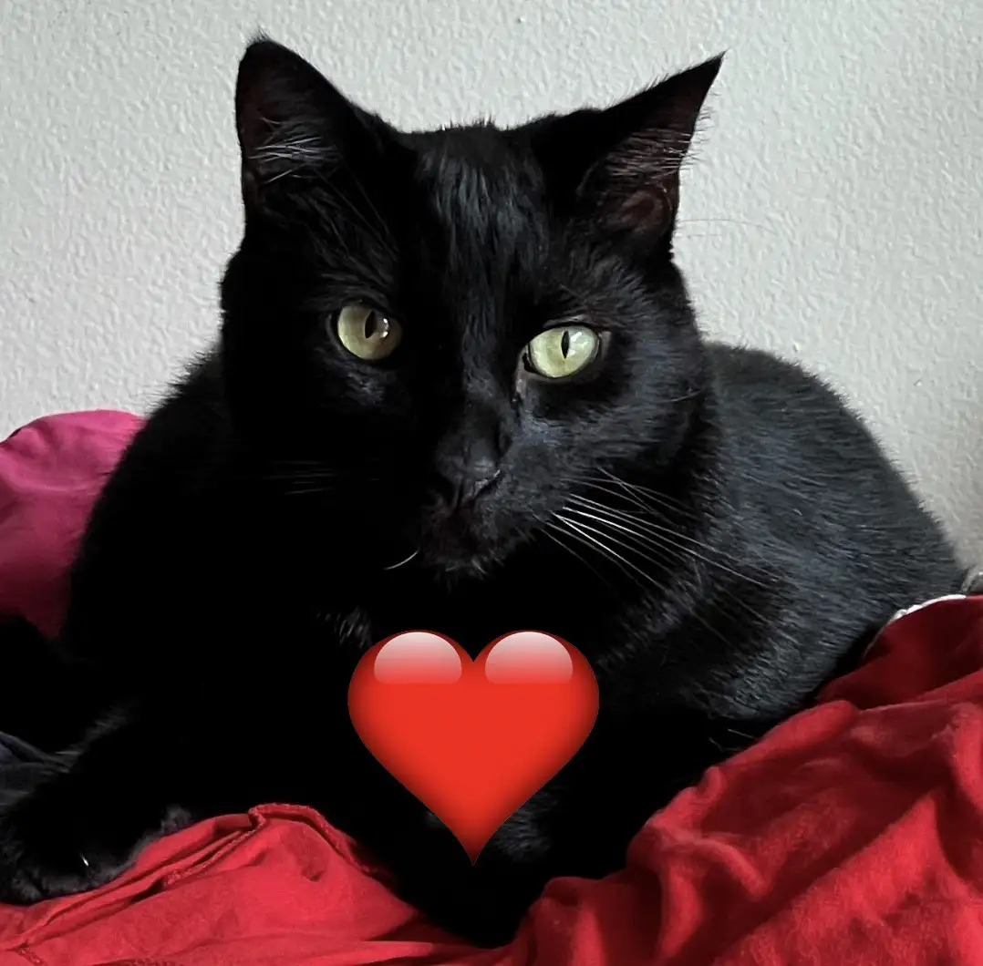 A close-up photo of a black cat with green eyes sitting on red fabric, looking directly at the camera. A large red heart…