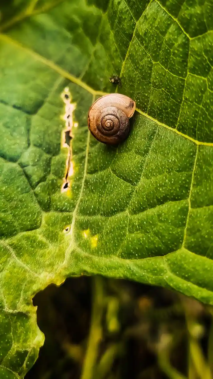 A close-up photo shows a small snail shell resting on a vibrant green leaf with visible veins and some chewed holes. The…