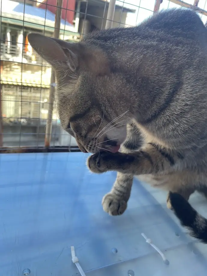 A tabby cat is seen inside a wire cage, licking its paw while standing on a blue plastic surface. The cat's head is tilted…