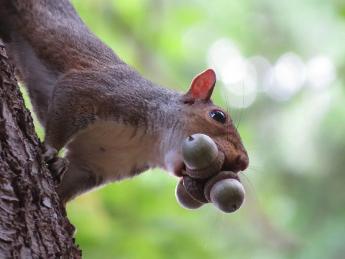 A gray squirrel clings to a tree trunk, holding three acorns in its mouth, with a blurred green forest background. The…