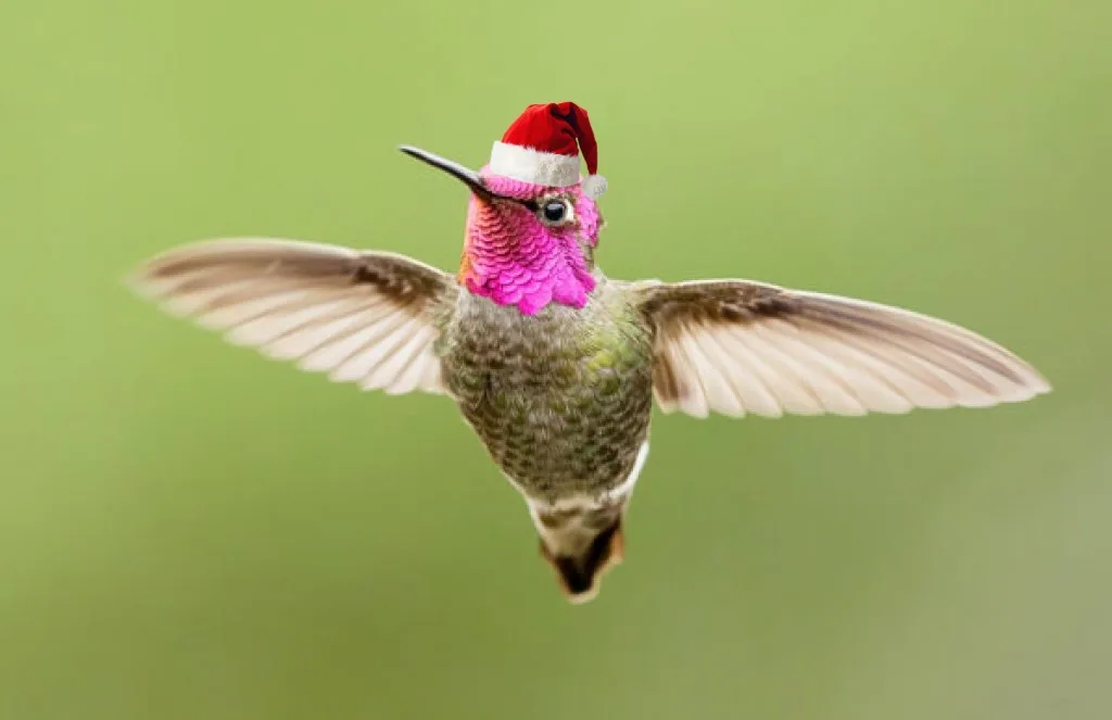 a hummingbird with iridescent pink throat and green body is hovering mid-air with wings spread, wearing a red and white…