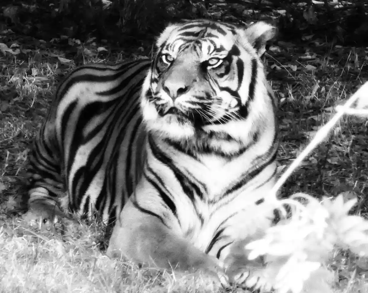 A black and white photograph shows a tiger lying down in grass and foliage, looking directly at the camera with a calm…