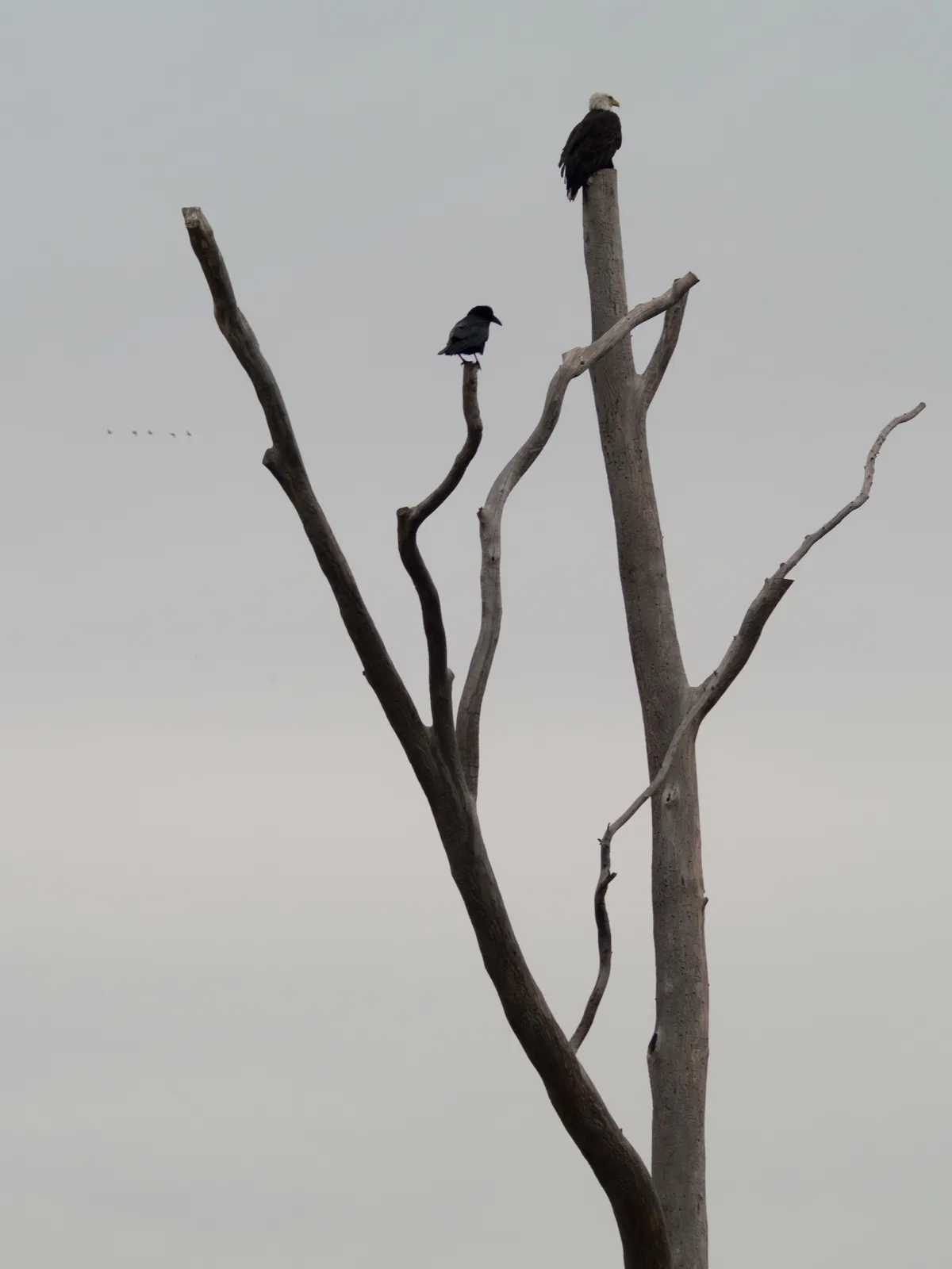 A bald eagle perches atop a tall, bare tree trunk, while a smaller black crow sits on a lower branch. The sky is overcast…