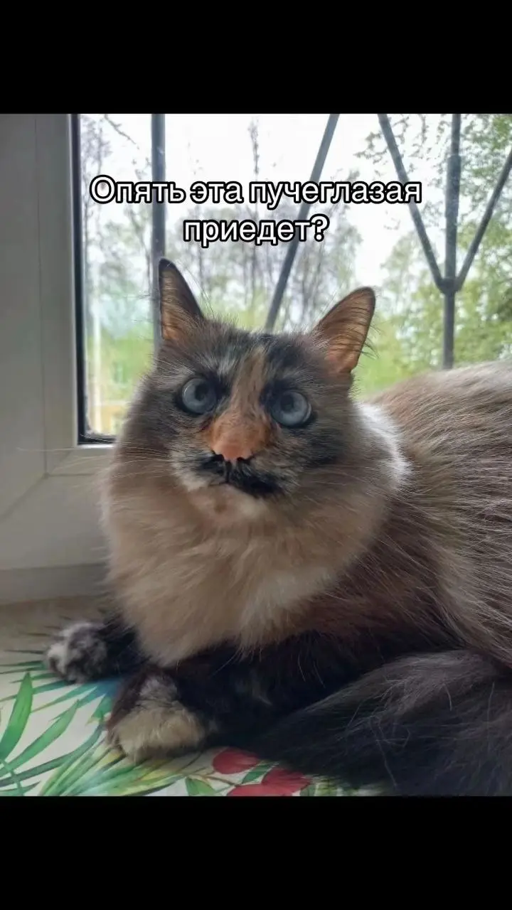 A fluffy, long-haired cat with large, wide blue eyes and a distinctive dark patch of fur around its nose and mouth sits on a…