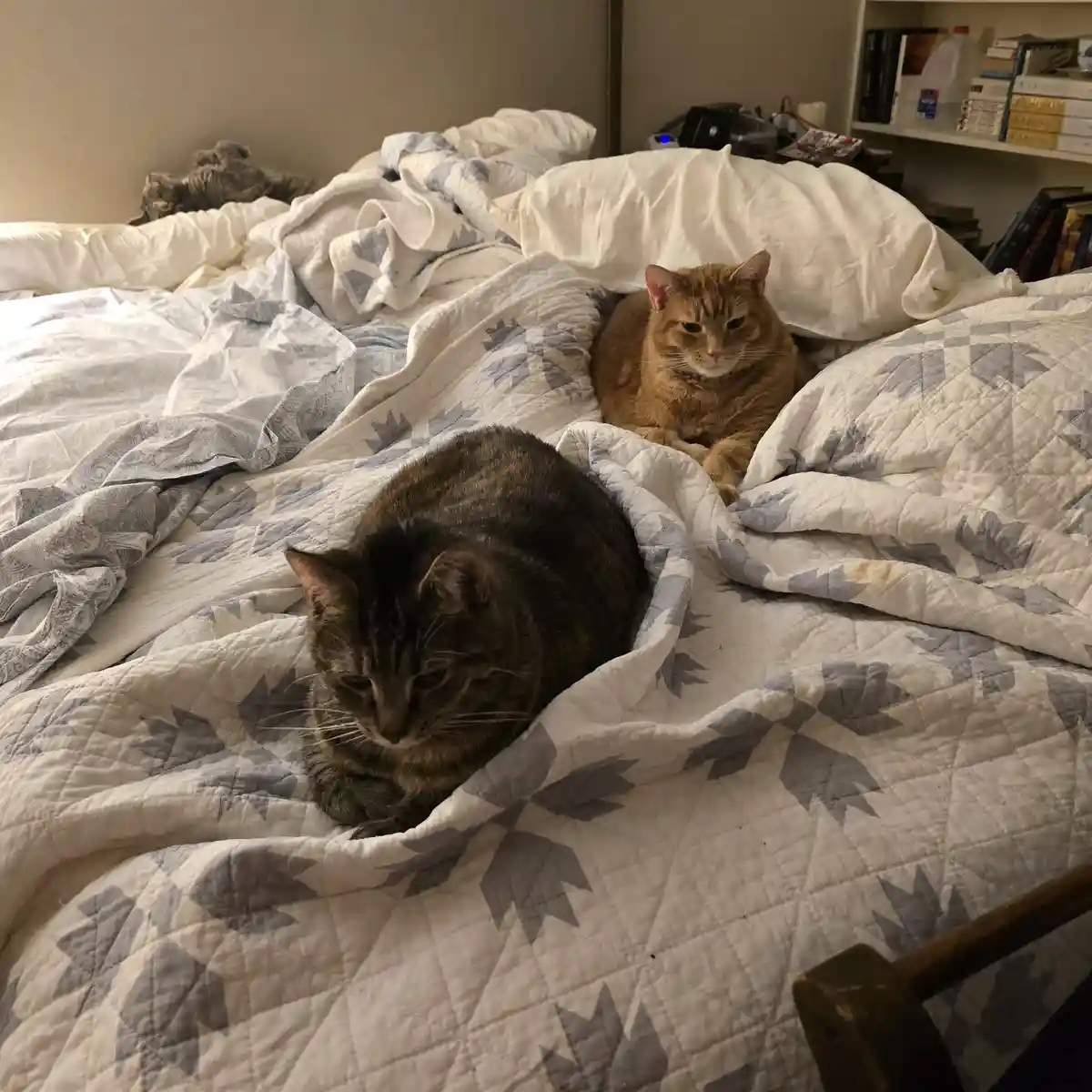 Three cats are lounging on a rumpled bed with a white and gray leaf-patterned quilt. One tabby cat is in the foreground…