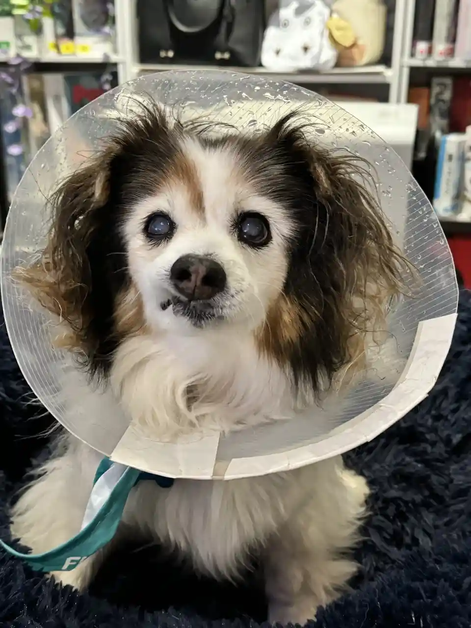 A small, fluffy dog with brown and white fur and large, sad-looking eyes wears a clear plastic cone collar, sitting on a…