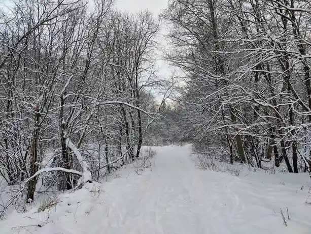 A snowy forest path winds through bare trees covered in snow, with footprints visible in the snow. The overlaid text reads…