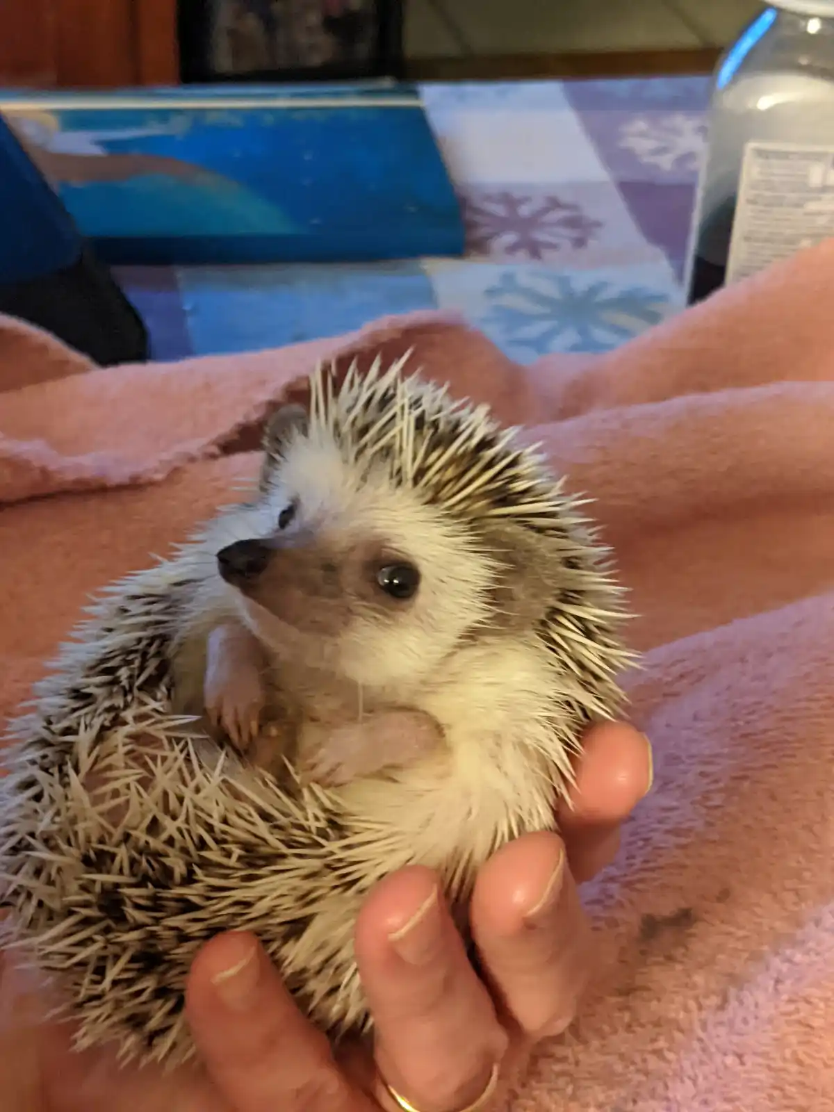 A small hedgehog with white and brown spines is being held gently in a person's hand, resting on a pink towel. The hedgehog…