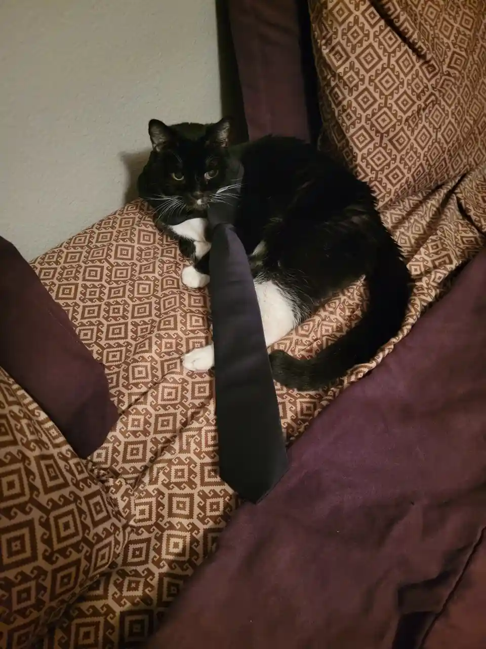 A black and white cat lounges on a patterned couch with a dark tie draped over its neck, looking directly at the camera with…