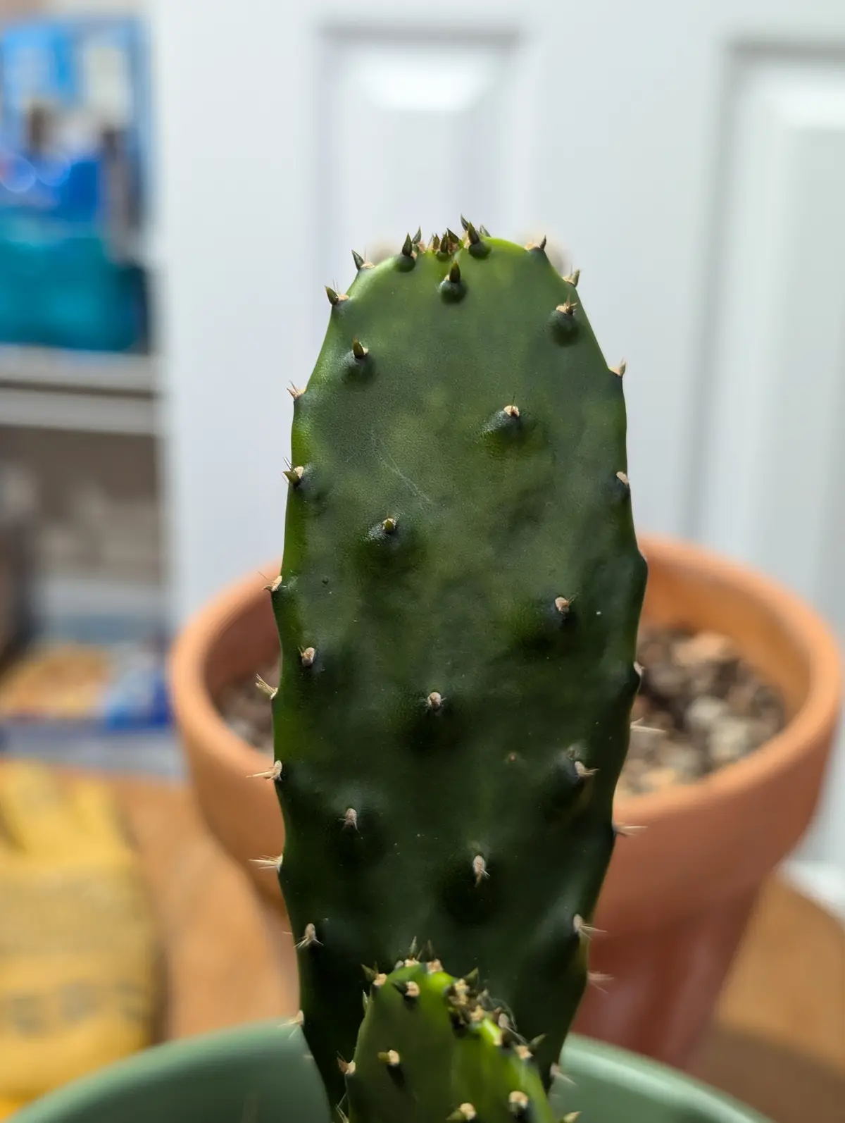 A close-up photo of a green prickly pear cactus in a pot, with its spines clearly visible. The overlaid text reads 'i'm not…