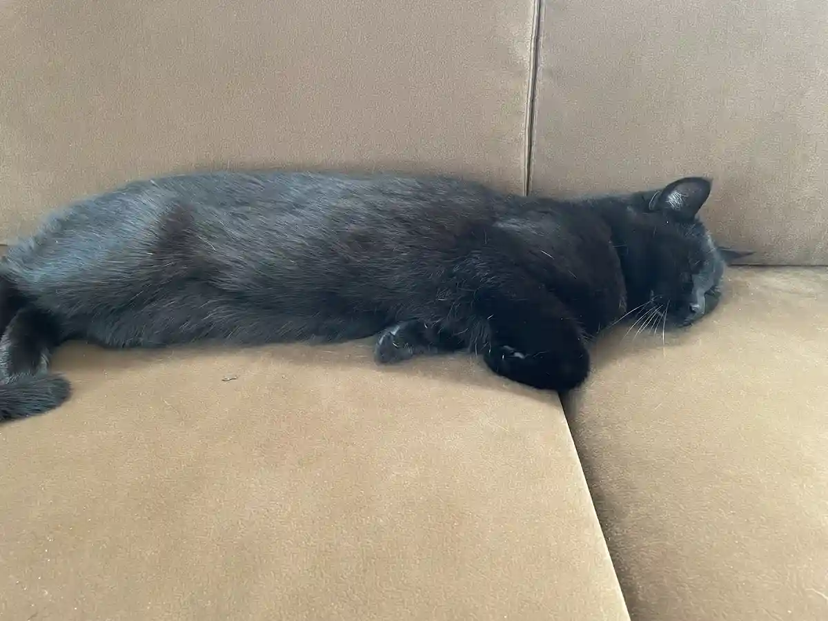 The Cutest Sleepy Cat You'll Ever See