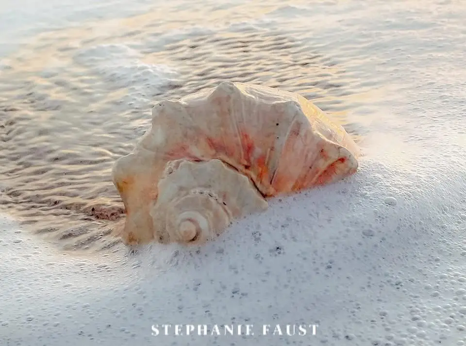 A large, pale pink and white seashell with ridged texture sits partially submerged in foamy ocean water on a sandy beach…