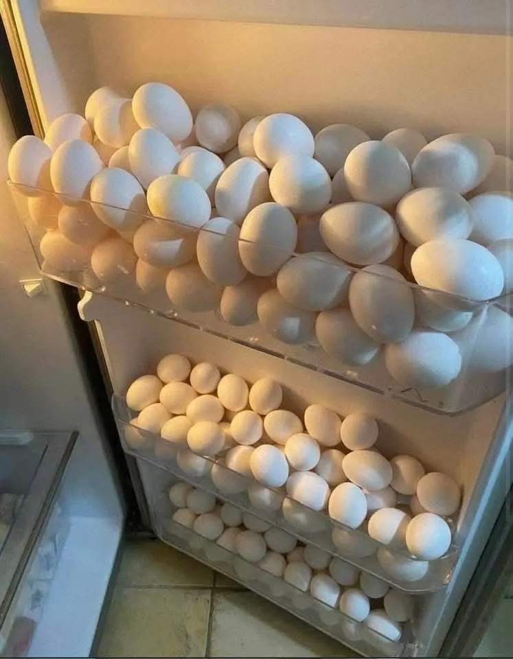 The image shows the interior of a refrigerator with multiple clear plastic egg trays completely filled with white eggs…