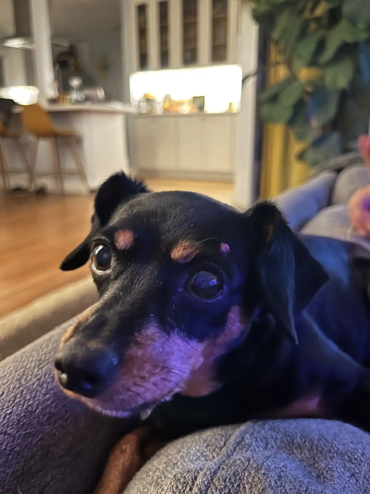 A close-up photo of a small black and tan dog with wide, pleading eyes looking directly at the camera, lying on a gray couch…