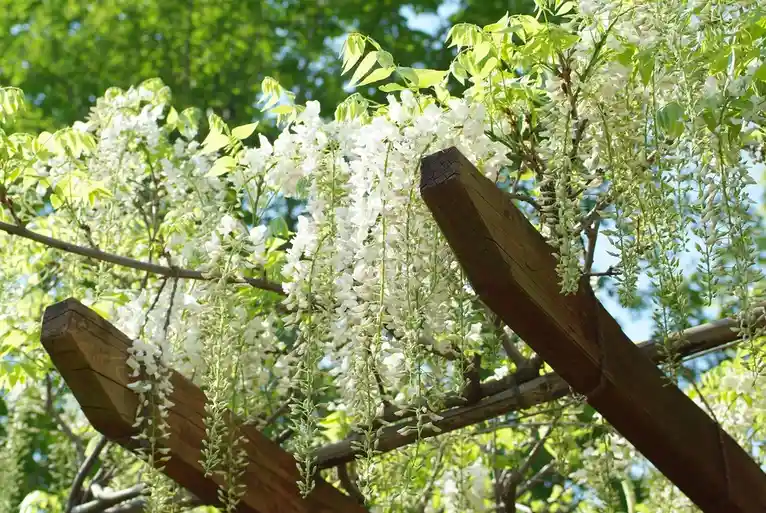 A serene photo of white wisteria flowers cascading from a wooden trellis against a backdrop of green leaves and blue sky…