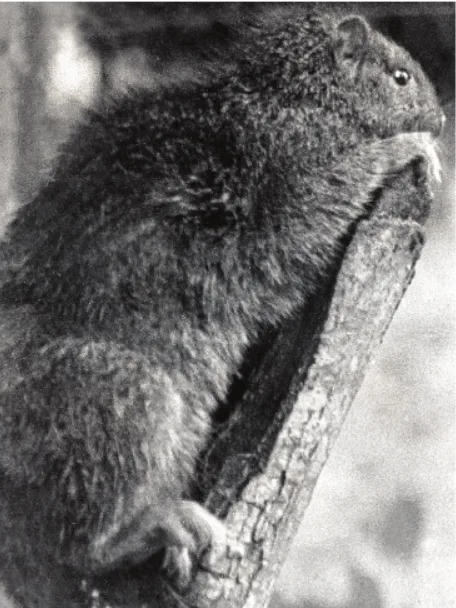 A black-and-white photo shows a furry, bushy-tailed animal perched on a tree branch, holding something in its mouth. The…
