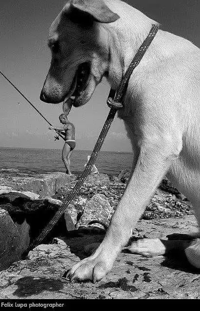 A black-and-white photo shows a large dog on a rocky beach, holding a fishing rod in its mouth. In the background, a small…