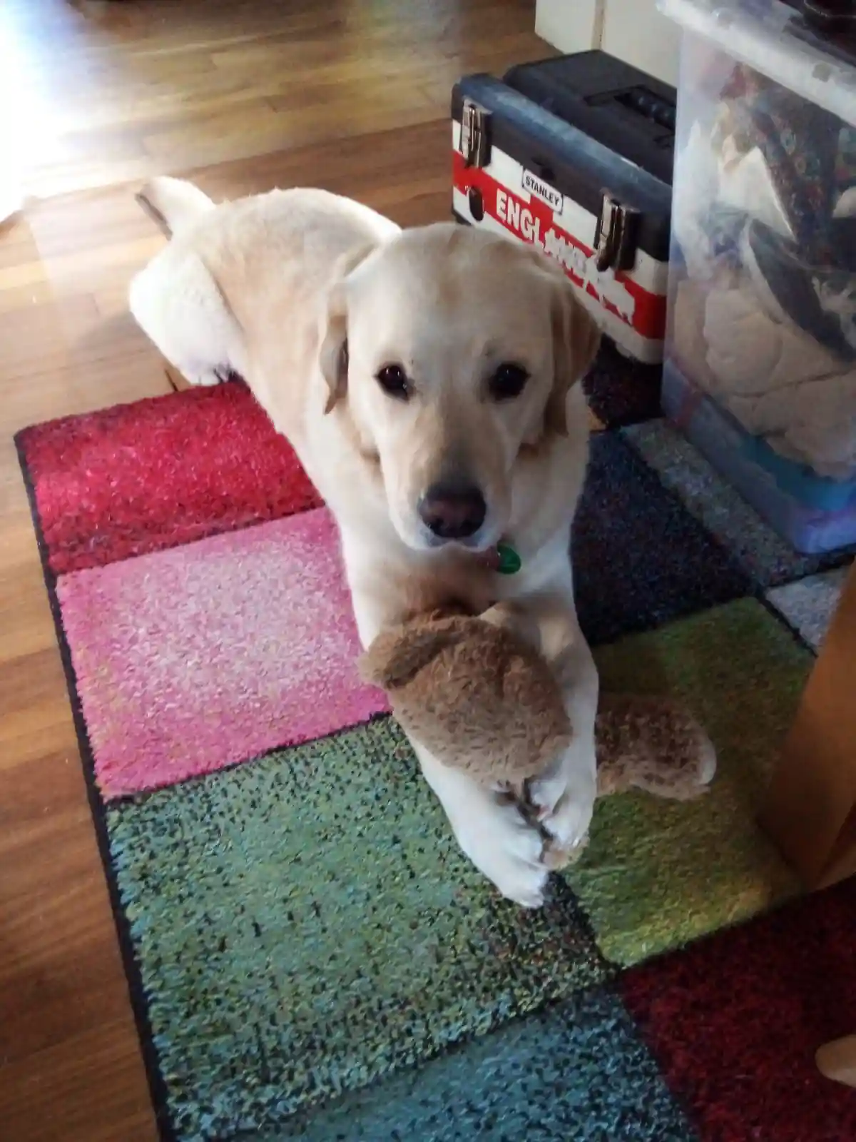 A light-colored Labrador Retriever lies on a colorful patchwork rug, holding a brown stuffed toy in its paws and looking…