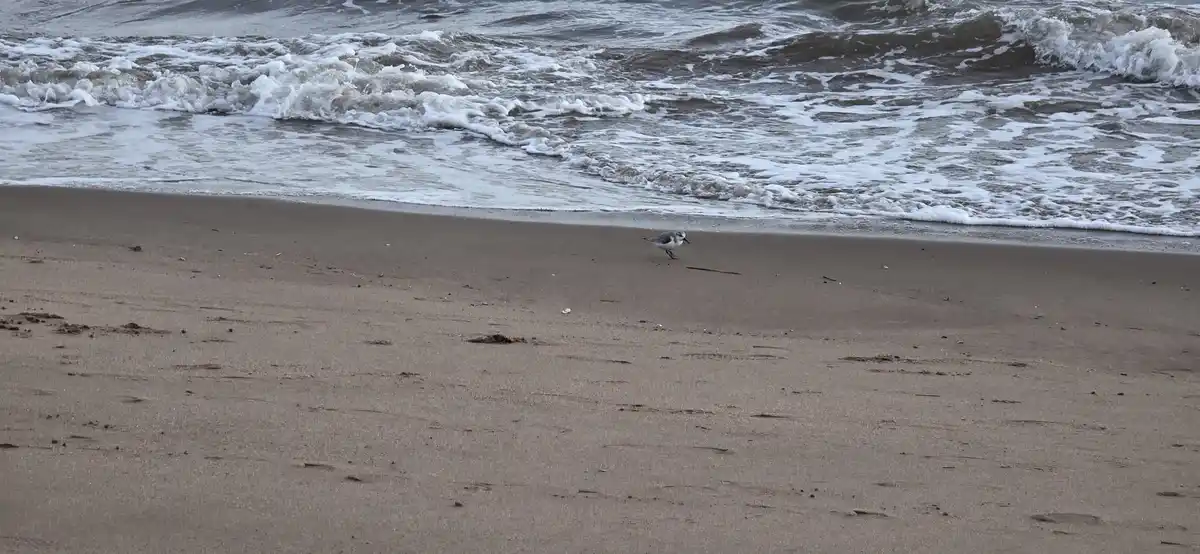 Spotted Some Adorable Sanderlings